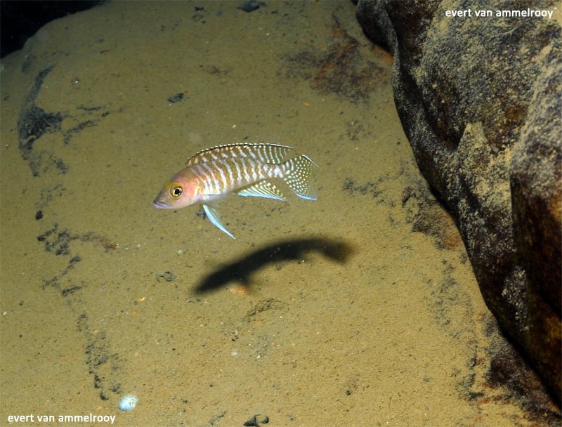 Neolamprologus sp. 'ventralis striped' Cape Chaitika